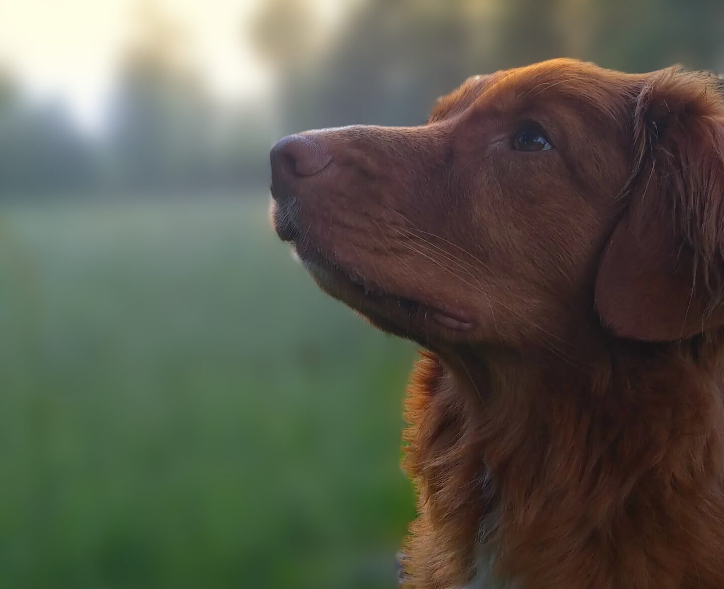 Lagos hundhjälp. Hunddagis och hundpensionat i Jönköpingsområdet, Småland