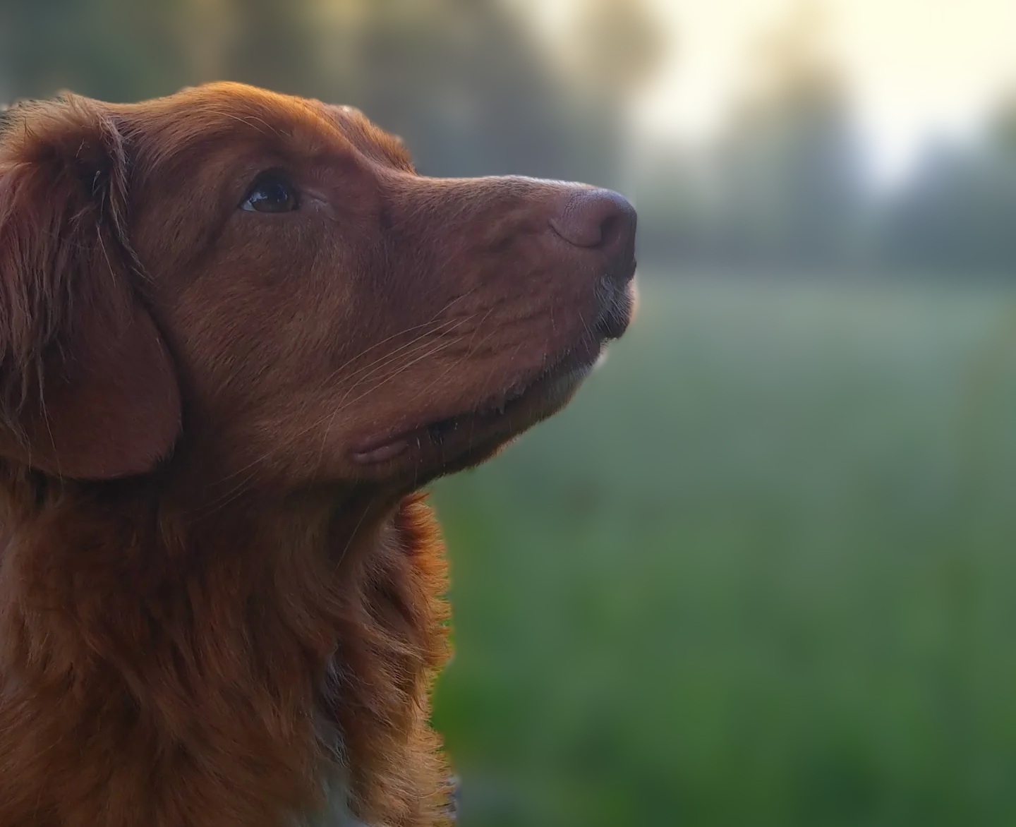 Lagos hundhjälp. Hunddagis och hundpensionat i Jönköpingsområdet, Småland