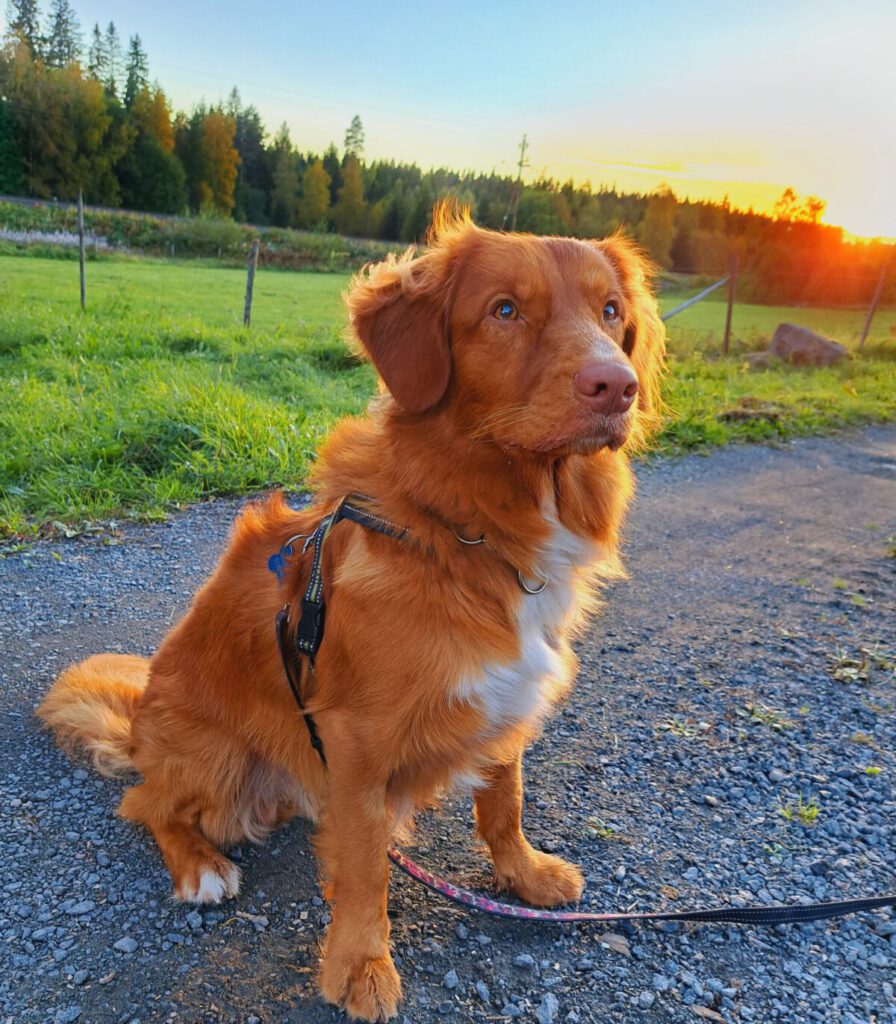 Lagos hundhjälp Hunddagis och hundpensionat