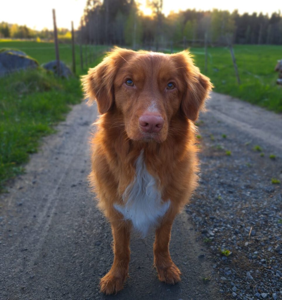 Lagos hundhjälp Hunddagis och hundpensionat